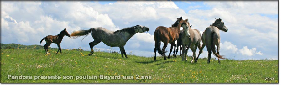 Elevage Francjoie