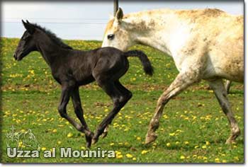 Uzza al Mounira