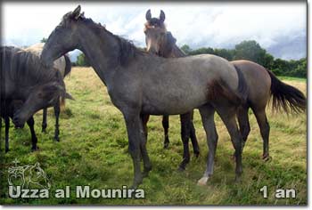 Uzza al Mounira