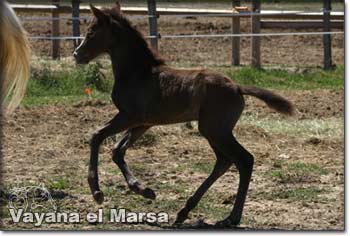 Vayana el Marsa