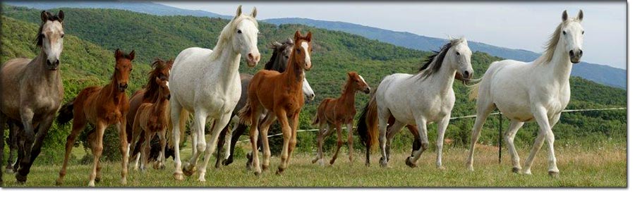 Elevage de chevaux Barbe - Francjoie