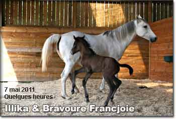 Bravoure Francjoie