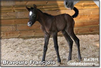 Bravoure Francjoie