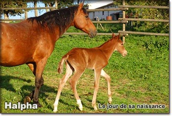 Halpha Francjoie