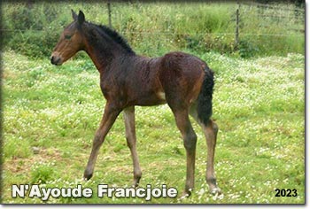 N'Ayoude Francjoie