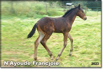 N'Ayoude Francjoie