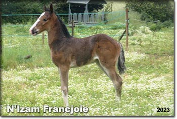 N'Izam Francjoie