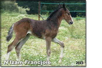 N'Izam Francjoie