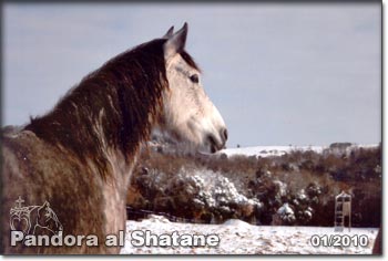 Pandora al Shatane