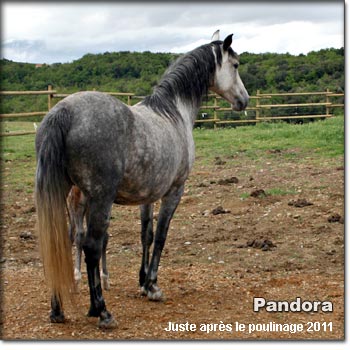 Pandora al Shatane