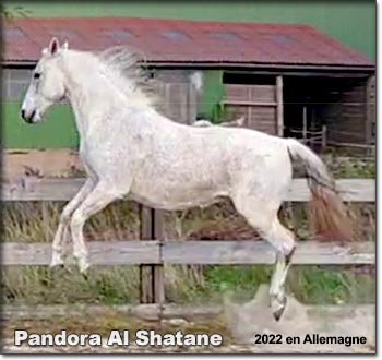 Pandora al Shatane