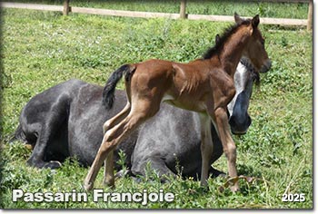 Passarin Francjoie