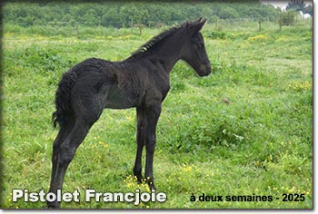 Pistolet Francjoie