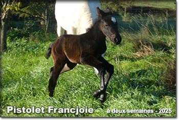 Pistolet Francjoie