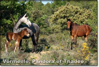 Vermeille, Pandora et Thadée